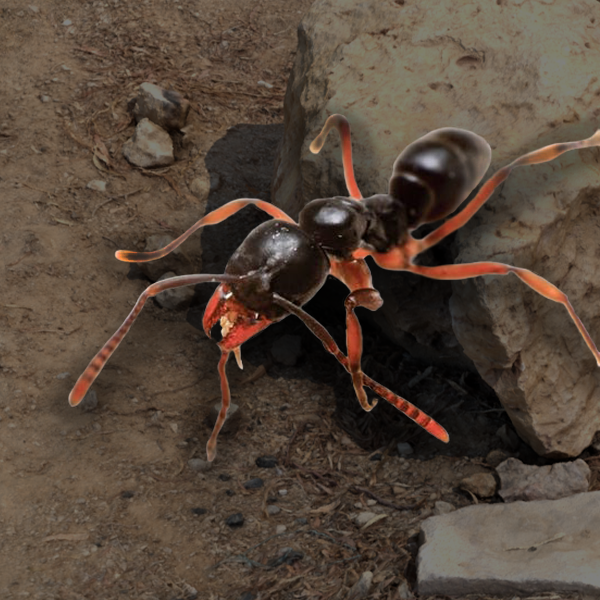 Pest Control McMahon Exterminating Asian Needle Ant